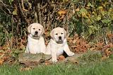 LABRADOR 293